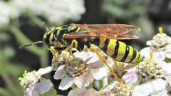 Philanthus crabroniformis