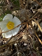 Cistus psilosepalus