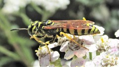 Philanthus crabroniformis