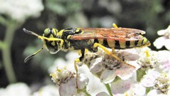 Philanthus crabroniformis