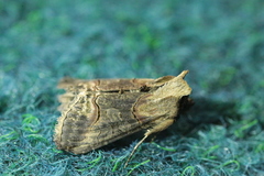Abrostola tripartita