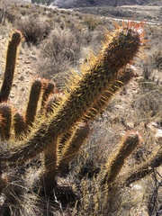 Oreocereus leucotrichus