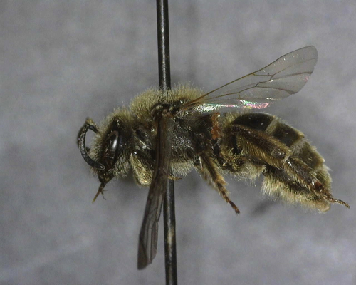 iNaturalist observation photo of Titus's Sweat Bee