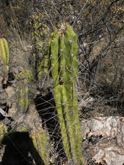 Corryocactus brevistylus