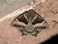 Coronidia leachi