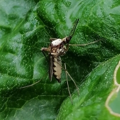 Aedes patersoni