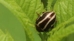 Calligrapha bidenticola