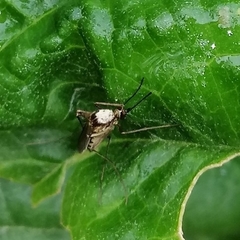 Aedes patersoni