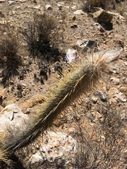 Oreocereus leucotrichus