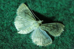 Paratalanta pandalis