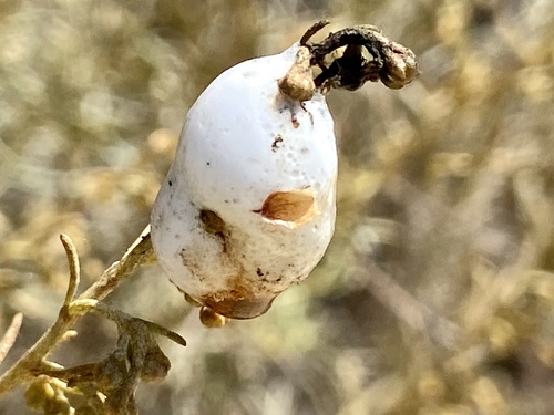 iNaturalist observation photo of Insects