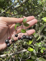 Myrcia citrifolia
