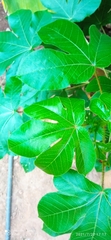 Sterculia apetala