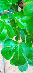 Sterculia apetala