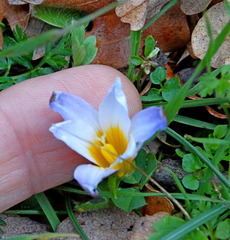 Romulea bulbocodium