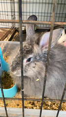 Oryctolagus cuniculus domesticus