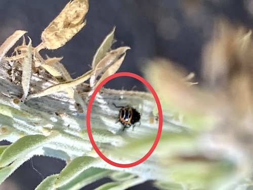 iNaturalist observation photo of Harlequin Bug