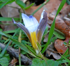 Romulea bulbocodium