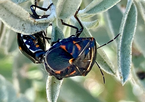 iNaturalist observation photo of Harlequin Bug