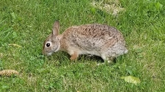 Sylvilagus floridanus