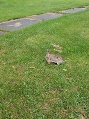 Sylvilagus floridanus