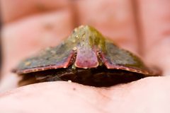 Cryptolithodes sitchensis