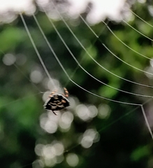 Thelacantha brevispina