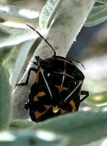 iNaturalist observation photo of Harlequin Bug