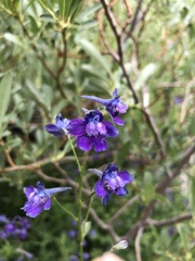 Delphinium polycladon