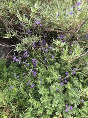 Delphinium polycladon