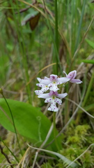 Galearis rotundifolia
