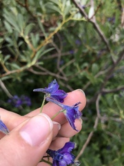 Delphinium polycladon