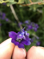 Delphinium polycladon