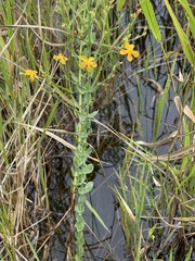 Hypericum denticulatum