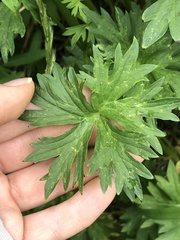 Delphinium polycladon