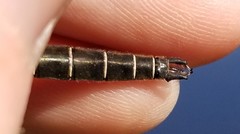 Somatochlora hudsonica