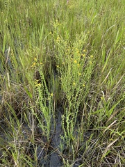Hypericum denticulatum