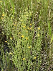 Hypericum denticulatum