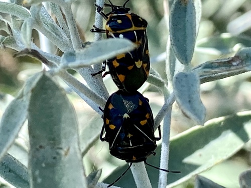 iNaturalist observation photo of Harlequin Bug