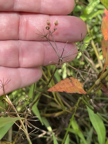 Ahles' Mock Bishopweed (Ptilimnium ahlesii)