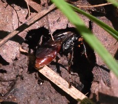 Ichneumon annulatorius