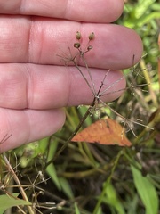 Ptilimnium ahlesii