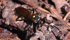 Ichneumon annulatorius