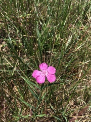 Dianthus caucaseus