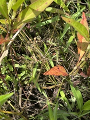 Ptilimnium ahlesii