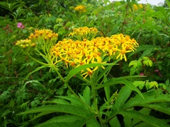 Jacobaea cannabifolia