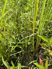 Ptilimnium ahlesii