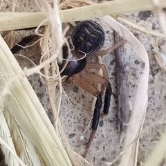 Xysticus texanus