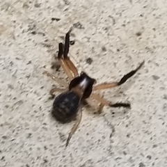 Xysticus texanus