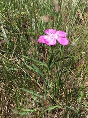 Dianthus caucaseus